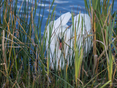TER HILLE 24sept18 © Pascale Vandewalle _53A8978_web